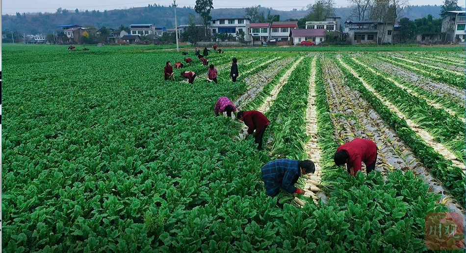 遂宁市大英县最新新闻,大英县遂宁新鲜资讯