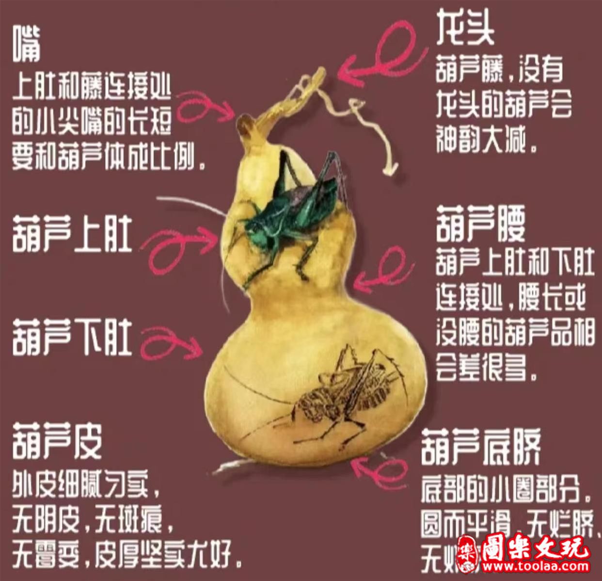 闷嘴葫芦是什么生肖,完整解析机制评估