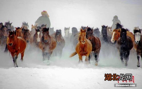 万马奔腾是什么生肖｜专业解答解释定义